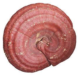 开放世界RPG《仙剑世界》起源PV 今日全平台首发